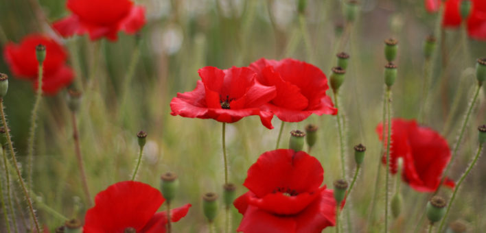 Generic photograph of poppies in a field