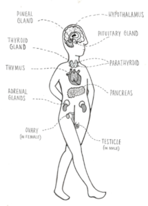 Image showing the different parts of the endocrine system